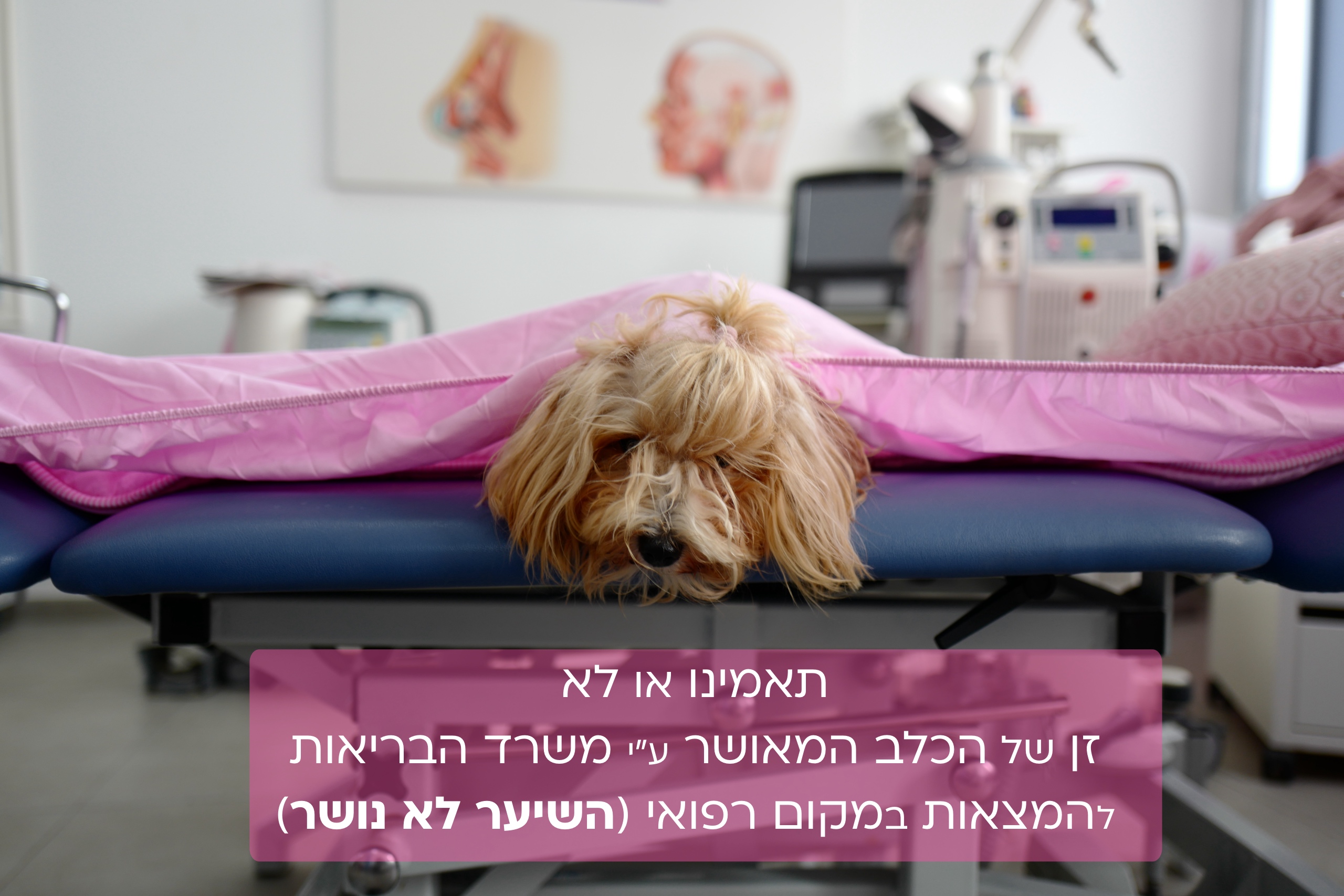 כלב רפואי בנרקיסיה
