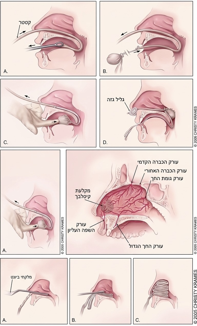 מבנה מאחורי האף